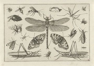 Insectes, Jacob Hoefnagel, d'après Joris Hoefnagel