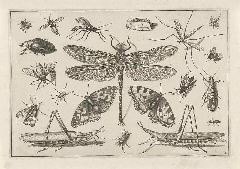 Insects, Jacob Hoefnagel, na Joris Hoefnagel van Vintage en botanische Prenten