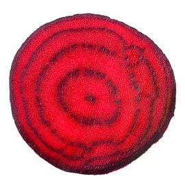 Biet rood doorsnede by Krijn Westerburgen