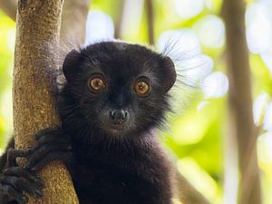 Neugieriger Lemur
