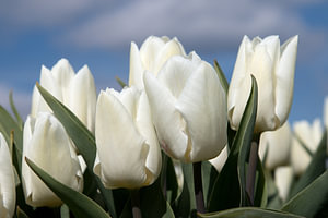 weiße Tulpen an einem Sommertag
