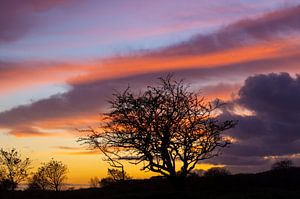 Silhouette eines Baumes bei Sonnenuntergang