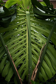 The backbone of a Monster Monstera by Lisanne Keijzer