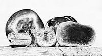 Fruit in black and white