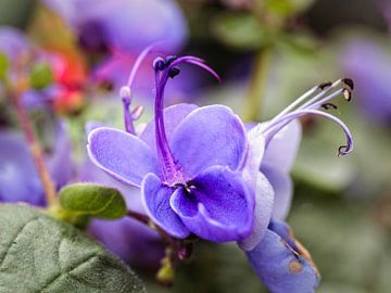 Fleur bleue sur Rob Boon