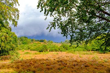 Storm clouds over a heathland and forest on the Lemelerberg
