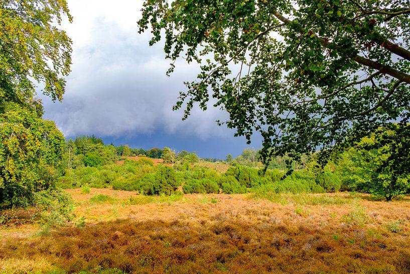 Stormwolken boven heide en bos op de Lemelerberg van Sjoerd van der Wal Fotografie