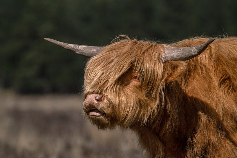 Portrait of a Scottish Highlander by Albert Beukhof