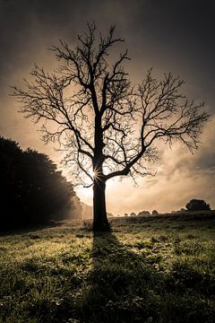 Leafless tree in front of sunrise