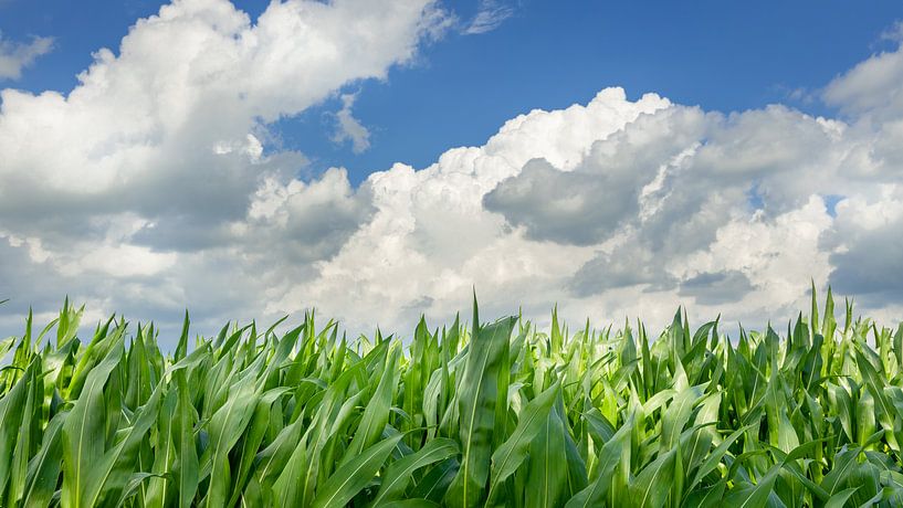 Mais unter holländischem Himmel von Michel Seelen