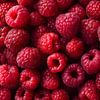 Leuchtend rote Himbeeren in frischer Nahaufnahme von drdigitaldesign
