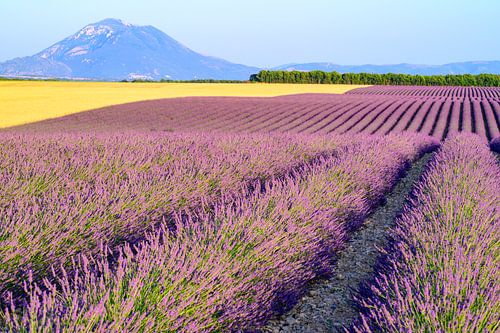 Bloeiende lavendel naast graanvelden in de Provence