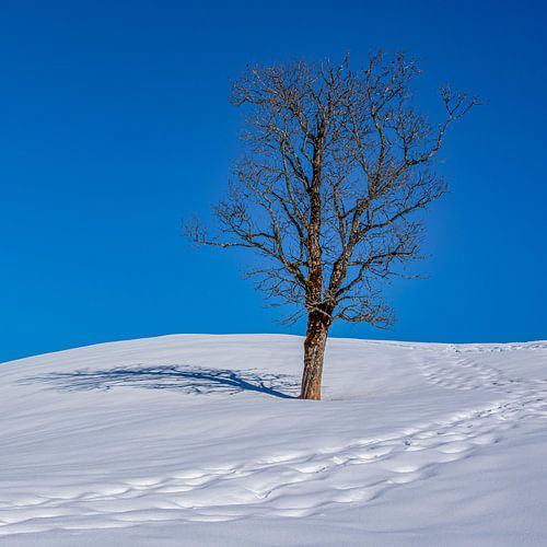 Einsamer Baum im Schnee