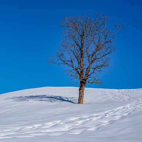 Eenzame boom in de sneeuw