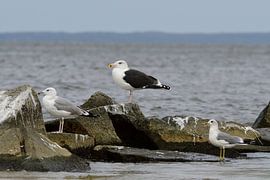 Caspian Gull, Great Black-backed Gull and Common Gull by Karin Jähne