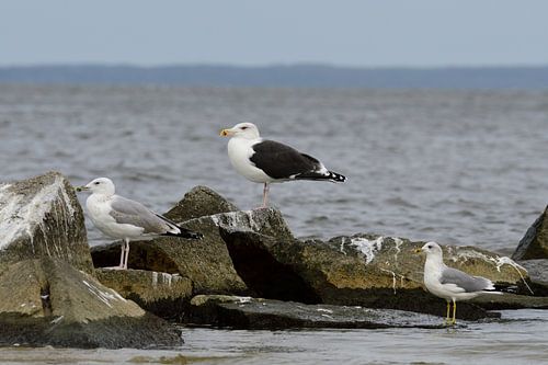 Kaspische Meeuw, Grote Mantelmeeuw en Stormmeeuw