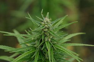 Cannabispflanze