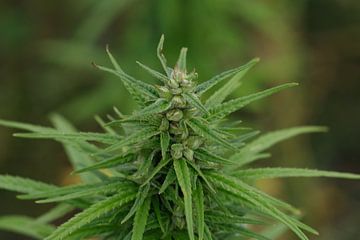 Plante de cannabis sur de-nue-pic
