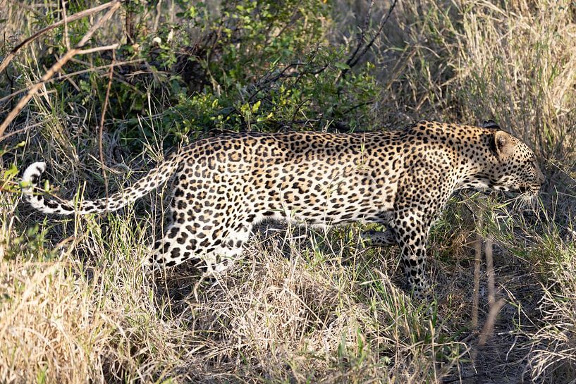 Afrikanischer Leopard von Shirley Kroos