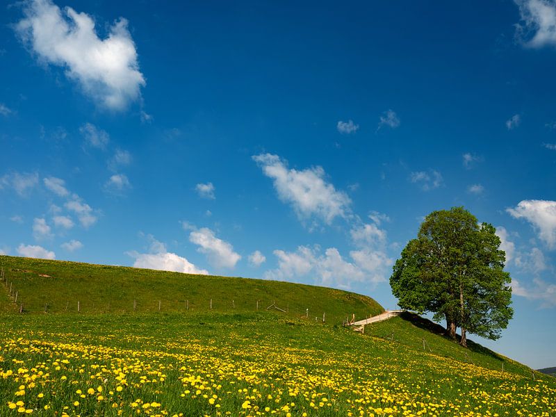 Dandelion meadow with a single tree by Andreas Müller
