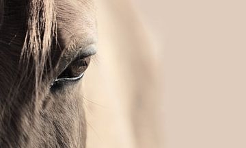eye of a horse van Jana Behr