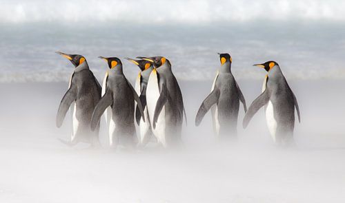 Kings at Volunteer Point