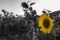 Tournesol en couleur