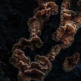 Pilze, die auf einem toten Baum wachsen. von Kelvin Middelink