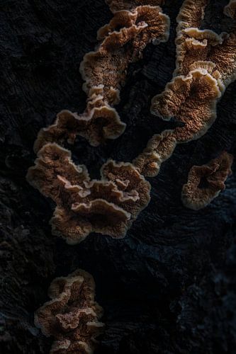 Champignons poussant sur un arbre mort.