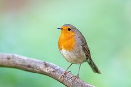 Roodborstje (Erithacus rubecula) van Dirk Rüter
