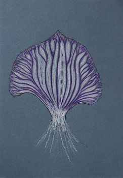 Veined fan-leaf