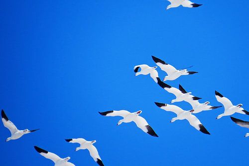 Snow geese