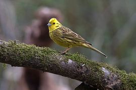 Geelgors van Merijn Loch