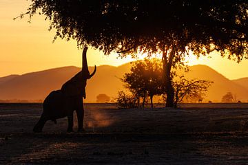 Elephant by Marco Kost