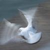 Fliegende Möwe Nahaufnahme der Bewegung in den Flügeln von Marianne van der Zee