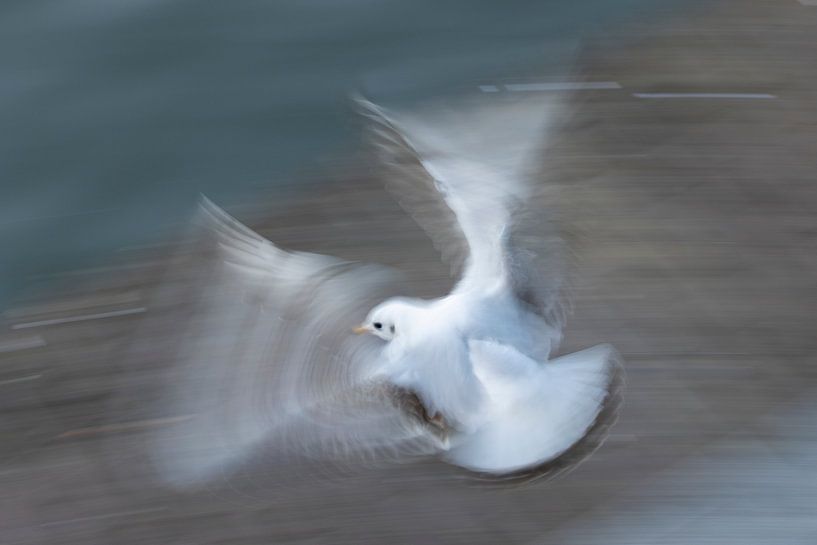 Fliegende Möwe Nahaufnahme der Bewegung in den Flügeln von Marianne van der Zee