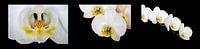 Collage der Orchidee (Orchidaceae) von Dennis Carette Miniaturansicht