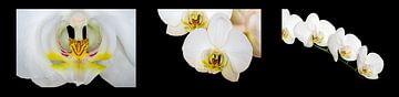 Collage van de Orchidee (Orchidaceae) van Dennis Carette