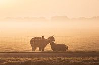 llama / alpaca together with a sheep in the fog by Miranda Heemskerk thumbnail