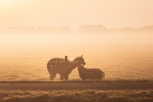 lama / alpaga avec un mouton dans le brouillard