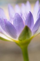 Bloem
