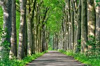 Avenue with trees