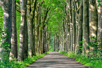 Laan met bomen