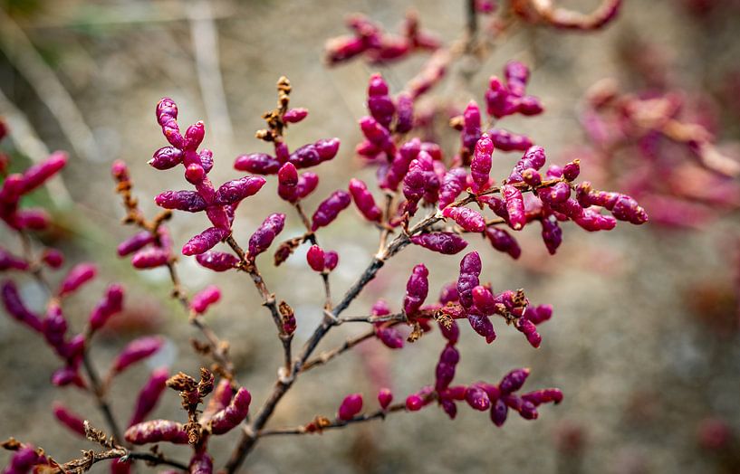 detail of red samphire or sea asparagus in the salt water by ChrisWillemsen