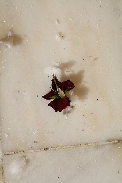 Rode roos, verdord van Jetty Boterhoek