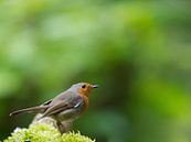 Robins von Thijs Schouten Miniaturansicht