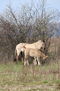 Konikpaard met veulen van John Kerkhofs
