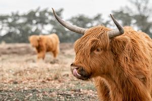 Schottischer Highlander mit Jungen.
