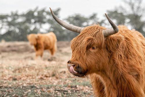 Highlander écossais avec des jeunes.