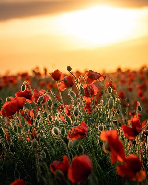 Coucher de soleil sur les coquelicots par Stories by light
